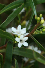 Myoporum platycarpum platycarpum