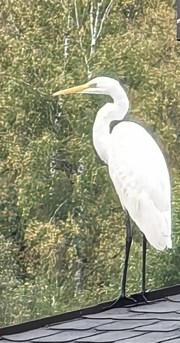 Great Egret