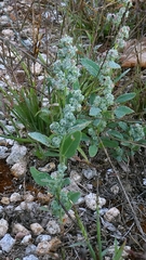 Chenopodium album, photograph author not stated, no rights reserved