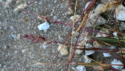 Setaria viridis, photograph 4
