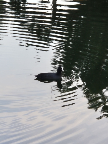 Eurasian Coot