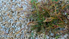 Setaria viridis, photograph author not stated, no rights reserved