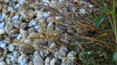 Setaria viridis, photograph author not stated, no rights reserved