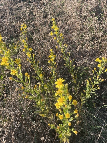 false yellowhead