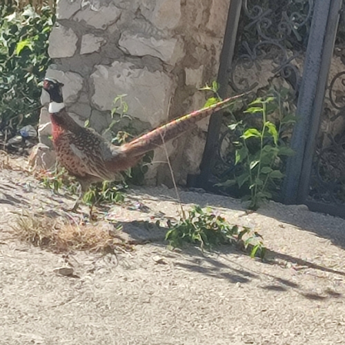 Ring-necked Pheasant