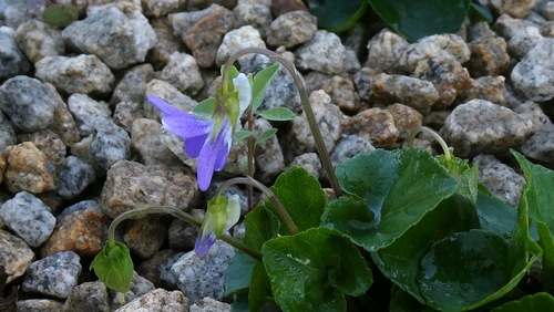 Viola riviniana, photograph 3