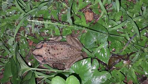 Asian Common Toad