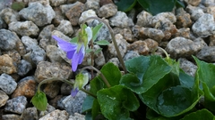 author not stated, no rights reserved Viola riviniana, photograph author not stated, no rights reserved