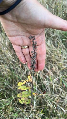 American germander