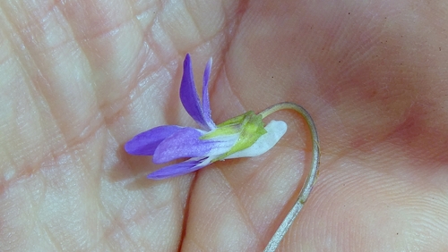 Viola riviniana, photograph 4