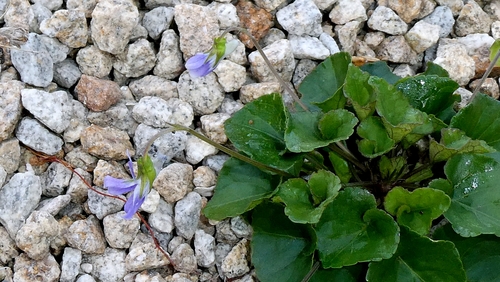 Viola riviniana, photograph 6