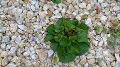 author not stated, no rights reserved Viola riviniana, photograph author not stated, no rights reserved