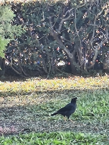 Crested Myna