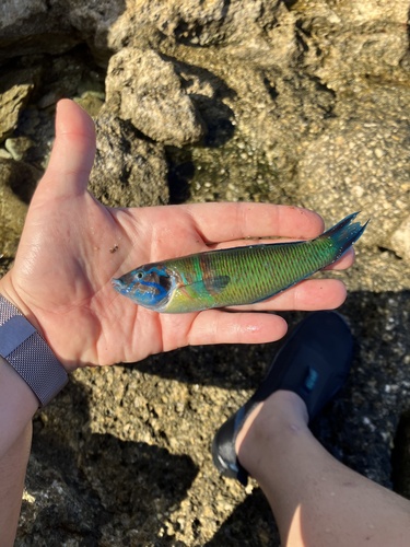 Ornate Wrasse
