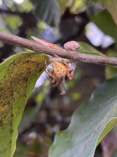 Cross Orbweaver