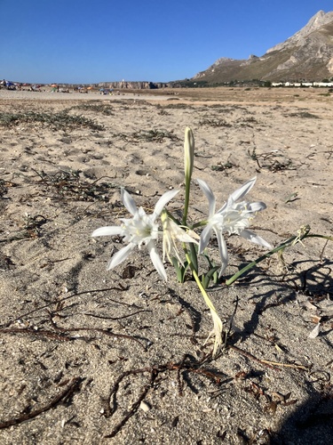 Sea Daffodil