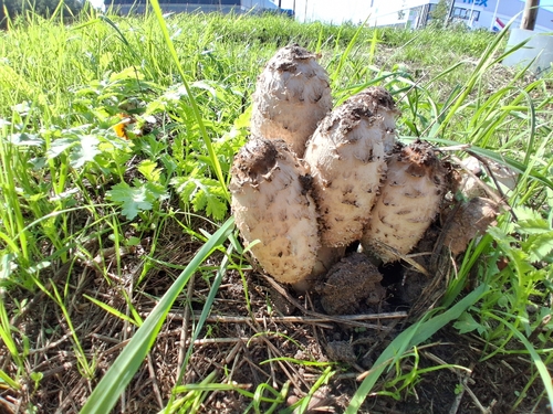 Shaggy Mane