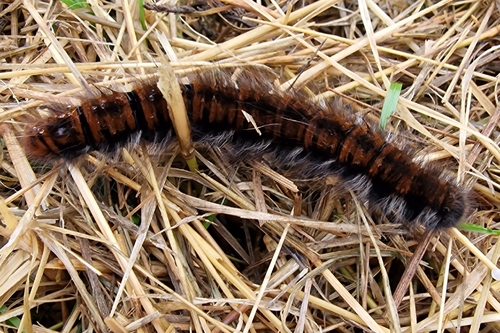 Fox Moth