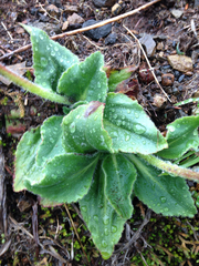 Micranthes hitchcockiana