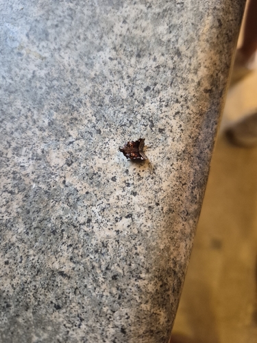 Trumpet Vine Moth