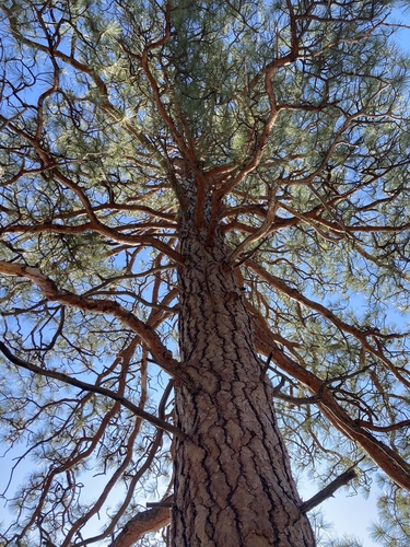 Western Ponderosa Pine