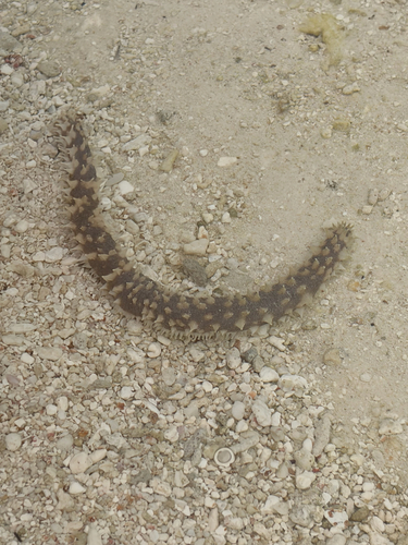 Holothuria hilla observed 2026-09-21