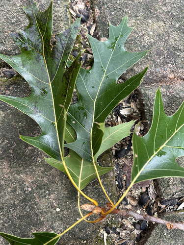 black oak