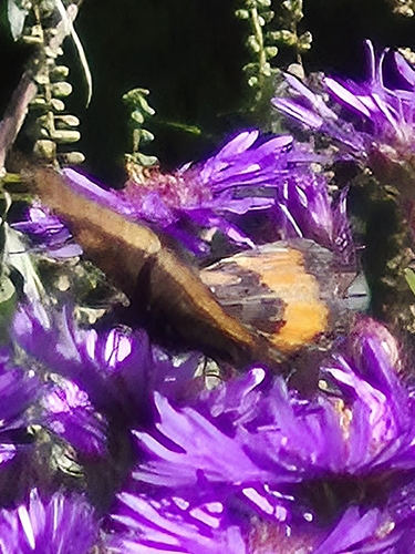 Milbert's Tortoiseshell