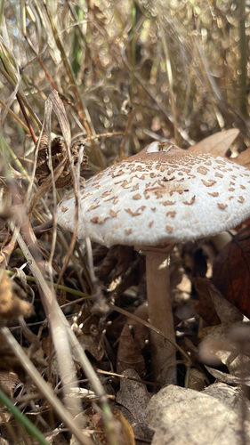 Slender Parasol