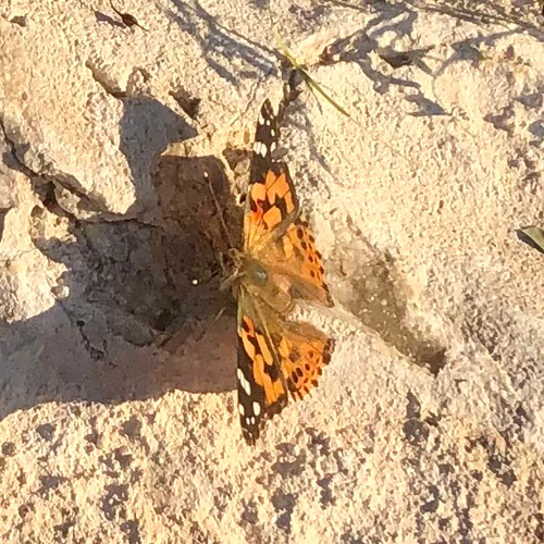 Painted Lady