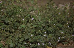Strobilanthes crossandra