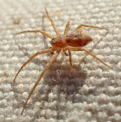 Philodromus anomalus