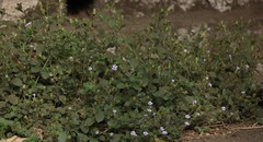 Strobilanthes crossandra