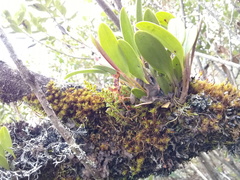 Stelis multirostris