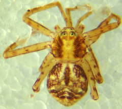 Philodromus anomalus