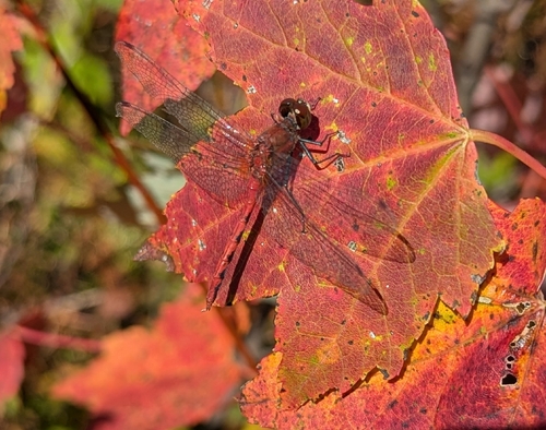 Autumn Meadowhawk