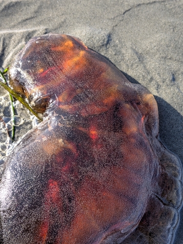 Pacific Lion's Mane Jelly