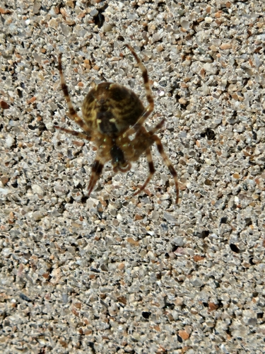 Cross Orbweaver