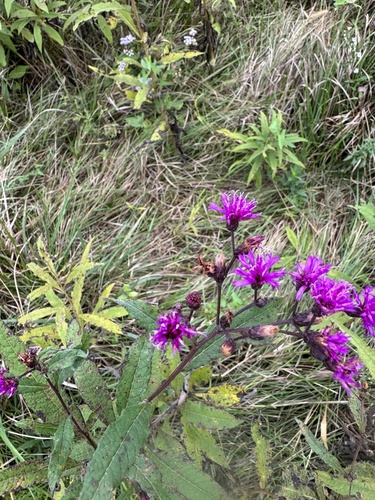Tall Ironweed