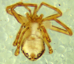 Philodromus anomalus