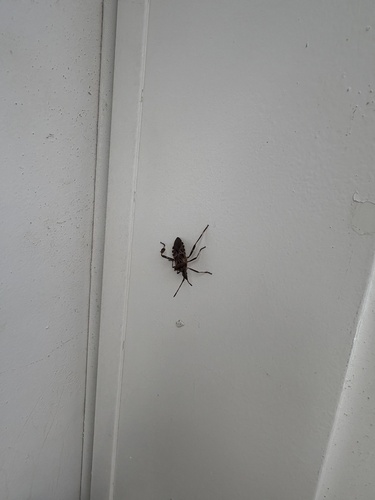 Western Conifer Seed Bug