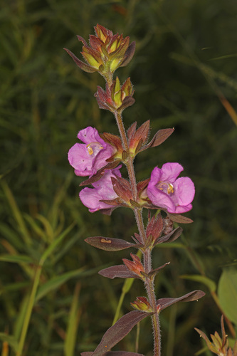 Agalinis auriculata
