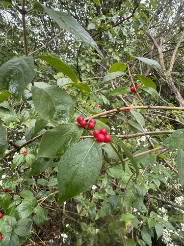 Amur honeysuckle