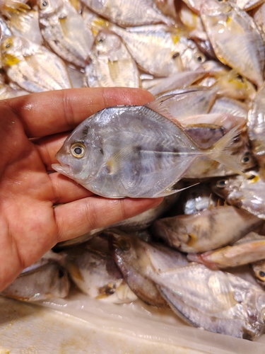 Carangoides coeruleopinnatus observed 2026-09-23