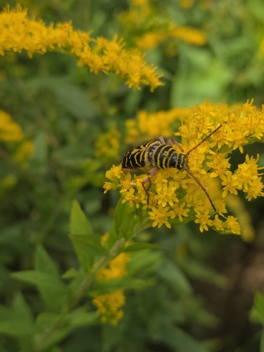Locust Borer