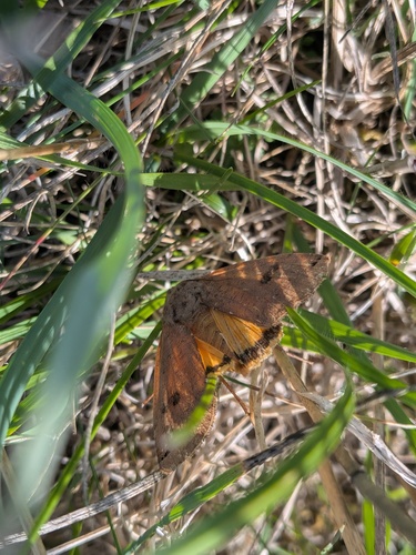 Large Yellow Underwing