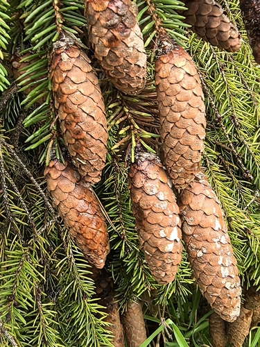 finnish spruce