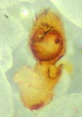 Philodromus anomalus