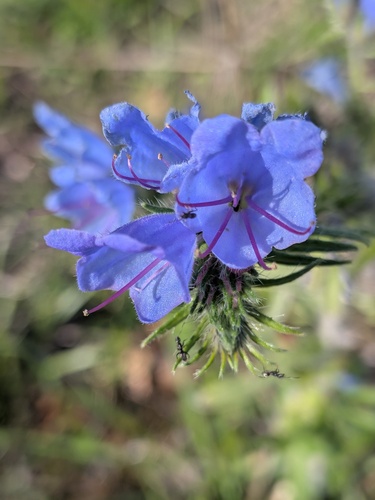 viper's-bugloss