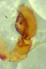 Philodromus anomalus